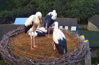 Obraz podglądu z kamery internetowej Storks Zastawki